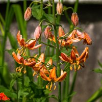 Лилия кудреватая мартагон Арабиен Кнайт (Arabien Knight) на городской клумбе в Ухте :: Николай Зиновьев