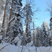 существо отдыхают :: Владимир 