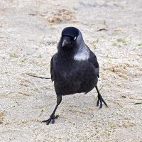 Не подходи! А то получишь. :: Валентина  Нефёдова 