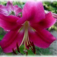 Трубчатая лилия :: Елена Сухорученкова