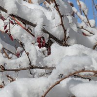 Барбарис под снегом. :: Андрей Хлопонин