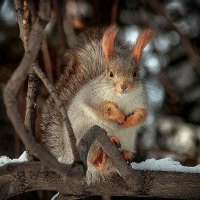 Как всегда - "поза побирушки" :: елена беликова Как всегда - "поза побирушки" :: елена беликова