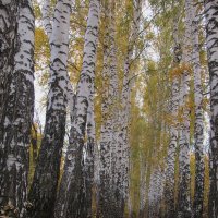 октябрь в берёзовой аллее :: Елена Шаламова