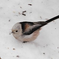 Ополовник :: Лина 