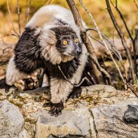 кошачий лемур :: Аркадий Лаптенко