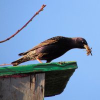 Доставка продуктов. :: nadyasilyuk Вознюк