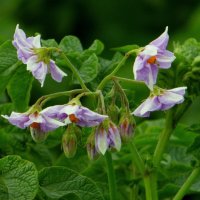 Картофеля цветы. :: nadyasilyuk Вознюк