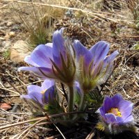 А завтра будет весна. :: nadyasilyuk Вознюк А завтра будет весна. :: nadyasilyuk Вознюк