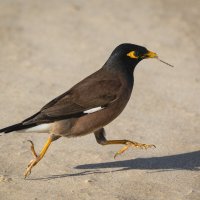 Крылья,крылья,ноги!!!Обыкновенная майна. :: Александр Григорьев