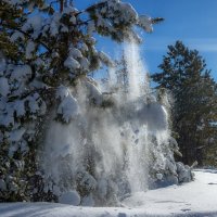 А февраль уходил, падая с сосновых высот, сверкая на солнце снежинками :: Наталья Димова