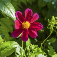 Пурпурная георгина Мигнон :: Валентин Семчишин Пурпурная георгина Мигнон :: Валентин Семчишин