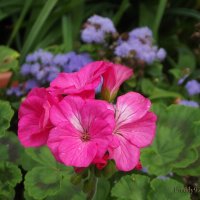 Герань :: Freddy 97 Герань :: Freddy 97