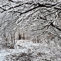Зимняя графика :: Мария К. Зимняя графика :: Мария К.