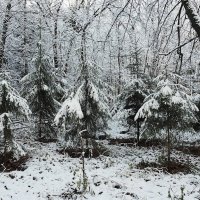 Елочки :: Мария К.