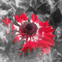 Анемона :: Юлия Погодина