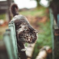 кот и зеленый забор :: Антон Лихач