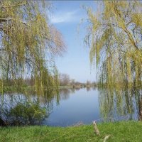 Ивушки и карьер :: Слава Коломойцев