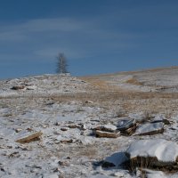 Берёзка :: Сергей Герасимов Берёзка :: Сергей Герасимов
