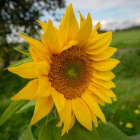 Октябрьский... :: Николай Гирш