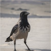 Серая ворона. :: Александр Григорьев