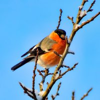 Снегирь :: Laryan1 