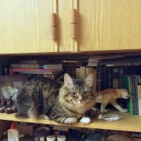 В мастерской художника :: Елена 