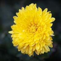 Осеннее солнышко. :: Лилия *