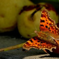 опять про бабочек...504 :: Александр Прокудин