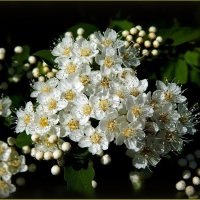 Весенняя улыбка спиреи ... :: Валентина Надсон