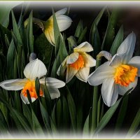 Нарциссы :: Валентина Надсон