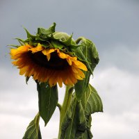 Подсолнушек. :: nadyasilyuk Вознюк