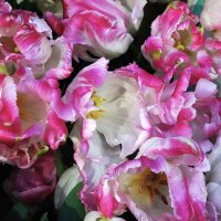 Репетиция весны :: Татьяна Тюменка