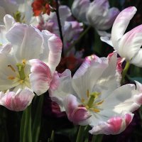 Репетиция весны :: Татьяна Тюменка