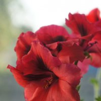 С ВЕСНОЙ! :: сергей ермошкин