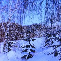 Красота февраля :: Людмила Смородинская