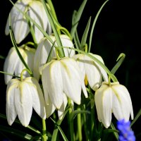 С началом календарной весны! :: Татьяна Лютаева