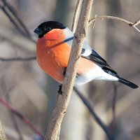 Снегирь :: Лина 