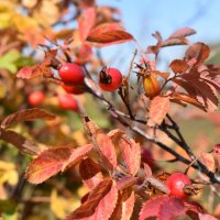 Шиповник :: Дарья Шуклина