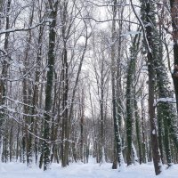 Зимние картинки :: Рита Симонова Зимние картинки :: Рита Симонова