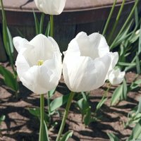 НЕЖНОСТЬ ВЕСНЫ :: Елена Семигина