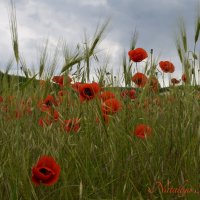 Природа Крыма :: Amazing Cosmea Природа Крыма :: Amazing Cosmea