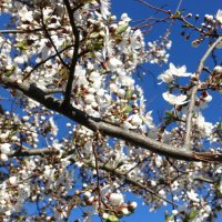 С первым днём календарной Весны! :: Aida10 