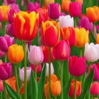 цветы :: МАРИЯ ПОПОВА