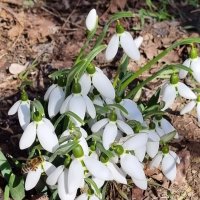 С весной и пчёлками! :: Наталья 