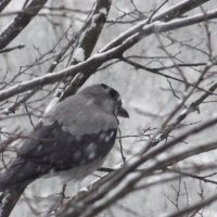 Хоть бы кто-нибудь кусочком сыра поделился! :: Freddy 97