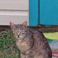 Муська :: Валерий Судачок