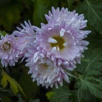 Бледно розовая  хризантема :: Валентин Семчишин