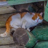 Мартовский кот :: Наталья Rosenwasser