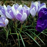 Крокусы крупноцветковые :: Елена Сухорученкова