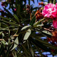 Цветок олеандра :: Светлана SvetNika17